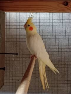Cockatiel