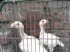Hens for sale