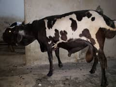 sodani male