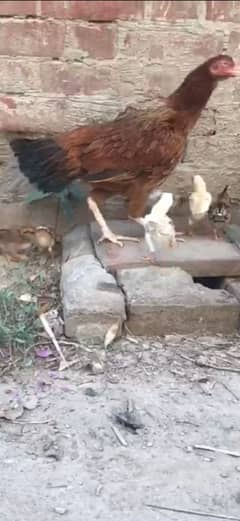 pure aseel murgi ka Sath 8 pure aseel chozy