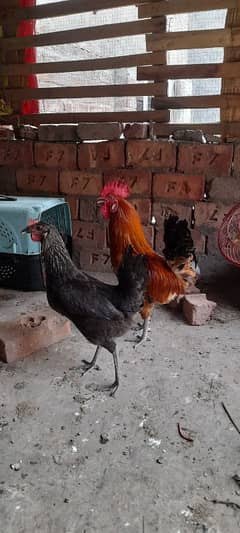 desi hens breeder pair  [ for sale ]