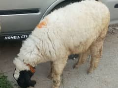 sheep