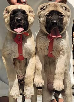 Turkish kangal |Turkish kangal puppy | Turkish kangal dog | Turkish