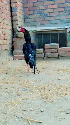 murga