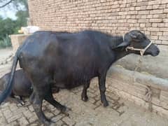 jhooti 1 piece 03145814451 WhatsApp