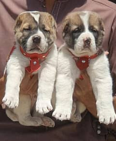 Alabai Dog |King Alabai |puppy |Alabai puppies |Central Asian Shepher