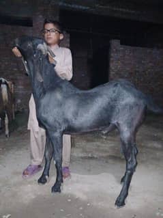 Qurbani k lia baqra