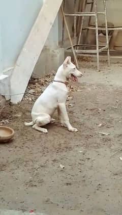 bully dog