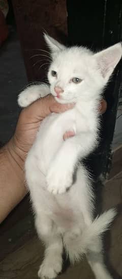 so beautiful Russian kitten