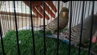 black face pair. black wing pair pathy