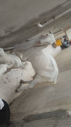 ghulabi bakri