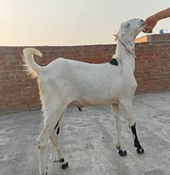 گھر کا بکرا