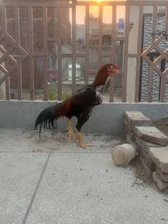Aseel