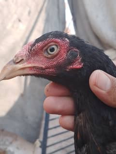 murgi