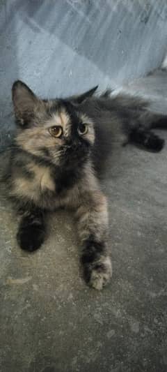 kitty