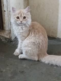 persoin cat for sale