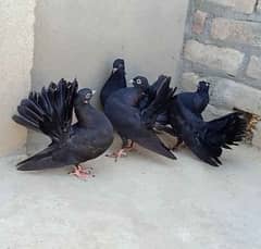 black pigeon fantail lucky