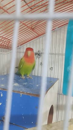 lovebirds male available and 1 pair of yellow Australian jumbo pair