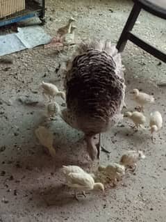 turkey chicks for sale 3 weeks age self feed