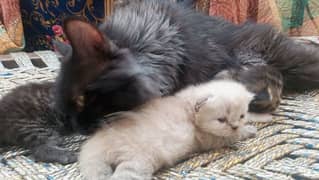 cat with 3 kitten