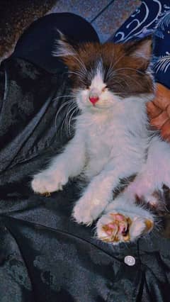 Persian cat