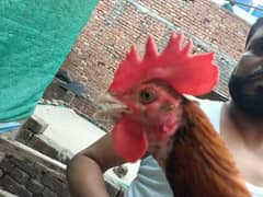 Bangum aseel