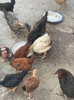 golden misri chicks / desi chiks / desi chuzy / murgian / chicks / Hen