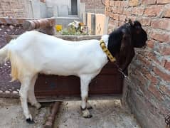 fair for sale price price final hai