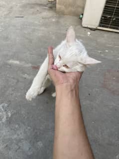 Persion Cat Kittens