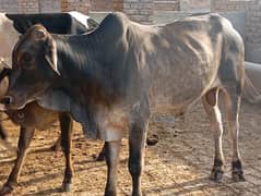QURBANI JANWAR 2 DANT