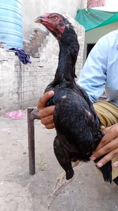 Pakistan aseel birds