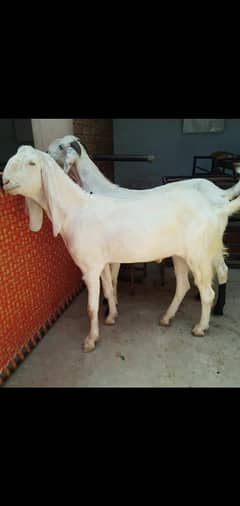 Rajanpuri Bakry | Goat | Bakra | Qurbani 2025 | White Bakra