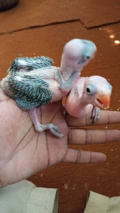 parrot