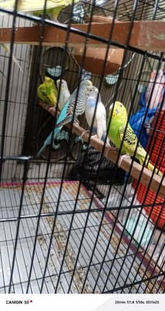 Australian parrots Budgie Pairs