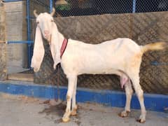 Gulabi Female