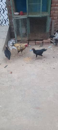 teen murgee ke bache ha