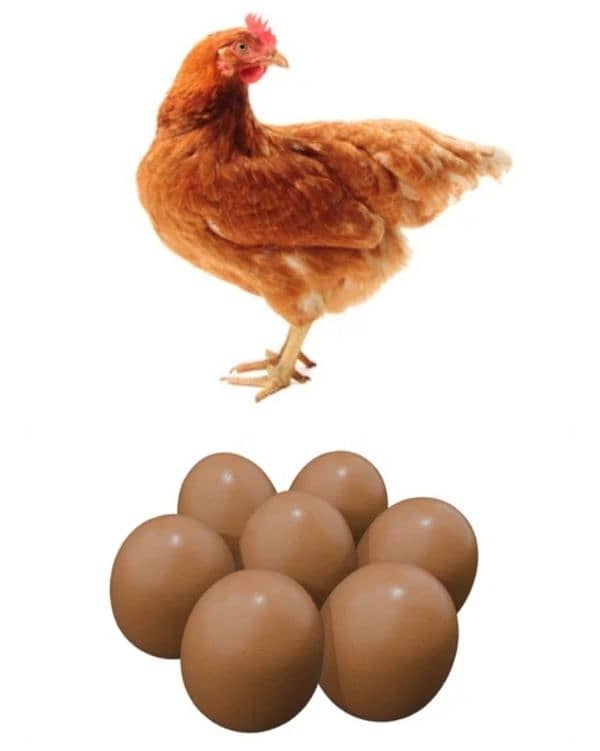 asutarlop RIR loman brown Ayan smani white heera chicks  eeg for sel 17