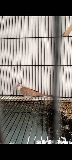 Red pied dove