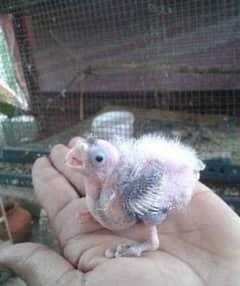 cocktail chicks 18 days available