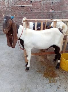 qurbani