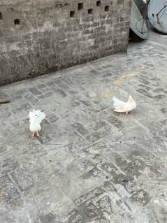 fancy birds