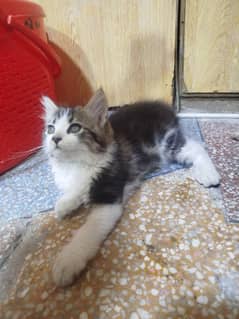 persian kitten