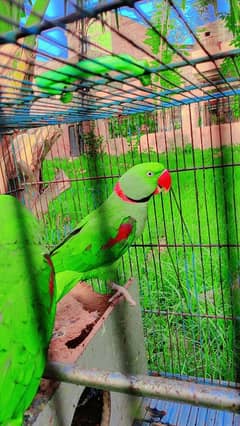 healthy active parrots for sale beautiful colors friendly nature