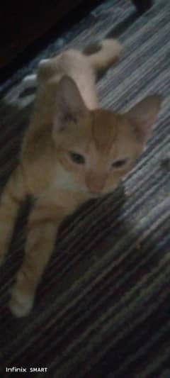 persion double coated kittens