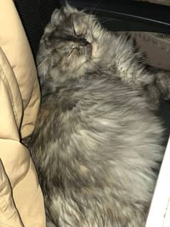 Beautiful Persian cat for Sale