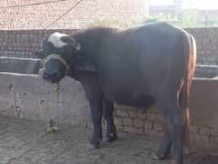 qurbani
