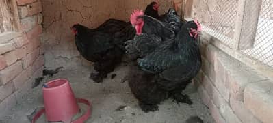 black heavy Cochin