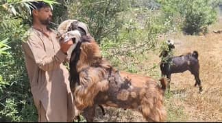 Qurbani Goat | Bakra | Sheep | bakra  / بکرا / desi goat