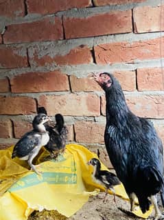 Aseel Thai and Java Chicks