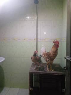 male Female